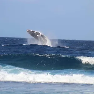 Tifaifai Et Cafe Huahine 3* Fare